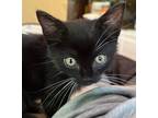 Adopt David Letterman a Domestic Shorthair / Mixed (short coat) cat in Buford