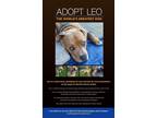 Adopt Leo a Tan/Yellow/Fawn - with White Mastiff / Mutt / Mixed dog in
