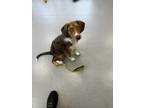 Adopt Penelope “Penny” a Tricolor (Tan/Brown & Black & White) Beagle /