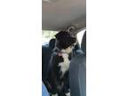 Adopt Lil' Bear a Black - with White Bernese Mountain Dog / Border Collie /