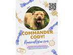 Adopt Commander Cody a Red/Golden/Orange/Chestnut Dogue de Bordeaux / American
