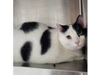 Adopt Baby / AC 19271 a Domestic Mediumhair / Mixed (short coat) cat in