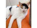 Adopt Callie a Domestic Shorthair / Mixed (short coat) cat in Greeneville