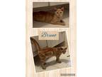 Adopt Bruno a Domestic Shorthair / Mixed (short coat) cat in Fall River