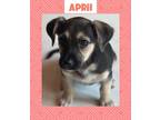 Adopt April a Labrador Retriever / Mixed Breed (Medium) / Mixed dog in Fall
