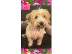 Adopt Lola a Havanese / Mixed Breed (Medium) / Mixed dog in Fall River