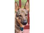 Adopt Archimedes a Tan/Yellow/Fawn - with Black German Shepherd Dog / Mixed dog
