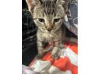 Adopt Ribbit a Domestic Shorthair / Mixed (short coat) cat in Corpus Christi