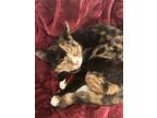 Adopt Miso a Calico or Dilute Calico Calico / Mixed (short coat) cat in