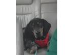 Adopt Marge a Black - with Tan, Yellow or Fawn Bluetick Coonhound / Mixed dog in