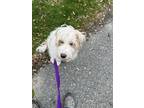 Adopt Lucy a Tan/Yellow/Fawn - with White Labradoodle / Mixed dog in Scituate