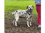 Adopt Estrella a White - with Black Dalmatian / Mixed dog in Turlock