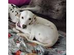 Adopt Tilly a White - with Tan, Yellow or Fawn Dalmatian / Mixed dog in Turlock