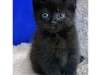 Adopt Fiddlesticks a All Black Domestic Shorthair cat in Chapel Hill