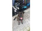 Adopt Coconut a Brown/Chocolate - with Black Cane Corso / German Shepherd Dog /