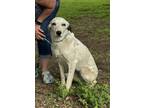 Adopt Tracy a White - with Black Great Pyrenees / Dalmatian / Mixed dog in