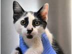 Adopt a White Domestic Shorthair cat in Wildomar, CA (41511432)