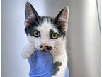 Adopt a White Domestic Shorthair cat in Wildomar, CA (41511431)