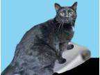 Adopt Heath a All Black Domestic Shorthair cat in Wildomar, CA (41511421)