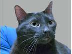 Adopt Kit Kat a All Black Domestic Shorthair cat in Wildomar, CA (41511420)
