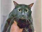 Adopt Jax a All Black Domestic Shorthair cat in Wildomar, CA (41511419)