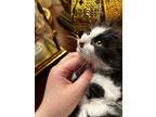 Adopt Ash a Black & White or Tuxedo Domestic Longhair / Mixed (medium coat) cat