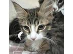 Adopt Ringo a Domestic Shorthair / Mixed (short coat) cat in Denver