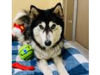 Adopt Lucy a Siberian Husky / Mixed dog in Edmonton, AB (41508237)