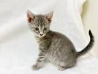Adopt Paddington a Gray, Blue or Silver Tabby Domestic Shorthair cat in