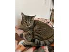 Adopt Kiwi a Brown or Chocolate American Shorthair / Mixed (short coat) cat in