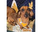 Adopt Saffron a Red/Golden/Orange/Chestnut - with Black Dachshund / Mixed dog in
