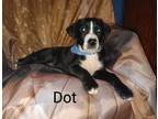 Adopt H-Dot a Australian Cattle Dog / Labrador Retriever / Mixed dog in Tool