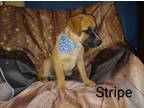 Adopt H-Stripe a Australian Cattle Dog / Labrador Retriever / Mixed dog in Tool