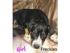 Adopt H-Freckles a Australian Cattle Dog / Labrador Retriever / Mixed dog in
