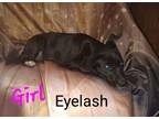 Adopt H-Eyelash a Australian Cattle Dog / Labrador Retriever / Mixed dog in