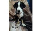 Adopt H-Ringo a Australian Cattle Dog / Labrador Retriever / Mixed dog in Tool