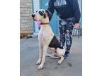 Adopt Bonnie a Great Dane / Mixed dog in Bullard, TX (41499141)