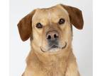 Adopt Peter a Labrador Retriever / Mixed dog in Dublin, CA (41509044)