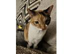 Adopt Little Cat a Calico or Dilute Calico Calico / Mixed (medium coat) cat in