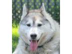 Adopt Oso a Siberian Husky / Mixed dog in Oakland, CA (41512227)