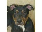 Adopt Ruffles a American Pit Bull Terrier / Rottweiler / Mixed dog in Oakland