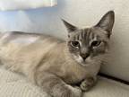 Adopt Feebie a Gray or Blue Siamese / Mixed (short coat) cat in Lake Forest