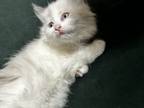 Adopt White a White (Mostly) Domestic Longhair / Mixed (medium coat) cat in