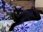 Adopt AjaxR a All Black Domestic Shorthair (short coat) cat in North Highlands