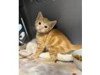 Adopt Creamsicle a Orange or Red (Mostly) Domestic Shorthair cat in Honolulu