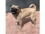 Adopt Tar a Tan/Yellow/Fawn - with Black Pug / Mixed dog in Tucson