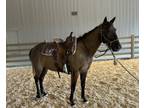 Adopt Daiquiri a Quarterhorse / Mixed horse in Houston, TX (41486678)