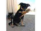 Adopt Rumchata a German Shepherd Dog / Labrador Retriever / Mixed dog in San Tan