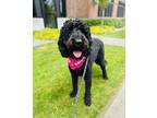 Adopt Stella a Black Labradoodle / Poodle (Standard) / Mixed dog in Lynnwood