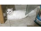 Adopt Pearl a White Turkish Van (long coat) cat in Montclair, CA (41513043)